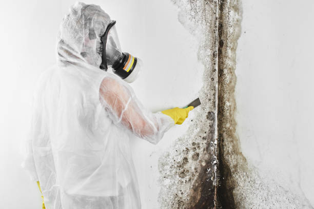 Best HVAC Mold Remediation in Fayetteville, AR