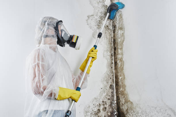 Best Industrial Mold Remediation in Fayetteville, AR