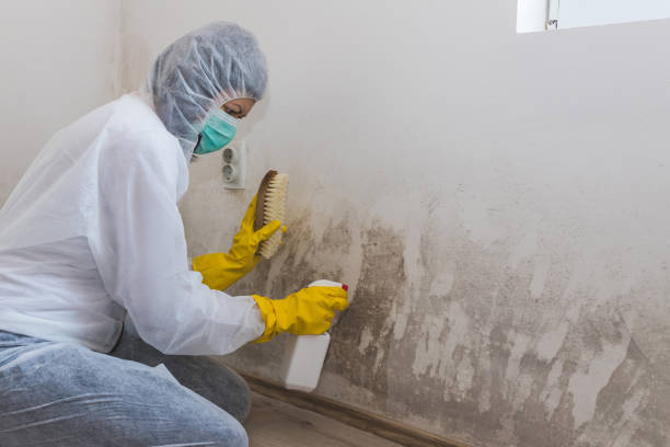 Best White Mold Remediation in Fayetteville, AR