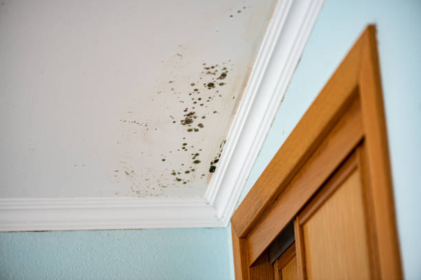 Best Emergency Mold Remediation in Fayetteville, AR