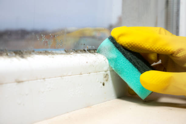 Best Mold Testing and Inspection Services in Fayetteville, AR