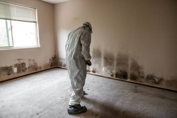 Best Residential Mold Remediation in Fayetteville, AR