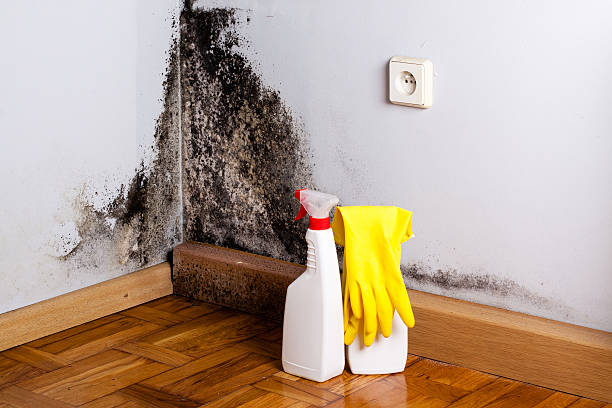 Fayetteville, AR Mold Remediation Company